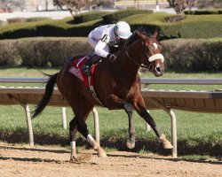 stallion American Lion xx (Thoroughbred, 2007, from Tiznow xx)