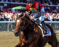 horse A.P. Indian xx (Thoroughbred, 2010, from Indian Charlie xx)