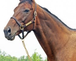 broodmare Fleet Indian xx (Thoroughbred, 2001, from Indian Charlie xx)