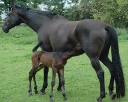 broodmare Rikota (Oldenburg, 2000, from Likoto xx)