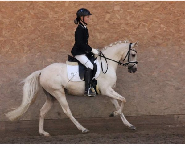 broodmare Hesselteichs Dornröschen (German Riding Pony, 2011, from HET Golden Dream)