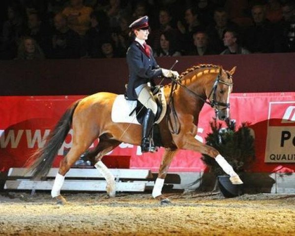 dressage horse Quaterback's Junior (German Riding Pony, 2008, from Quaterback)
