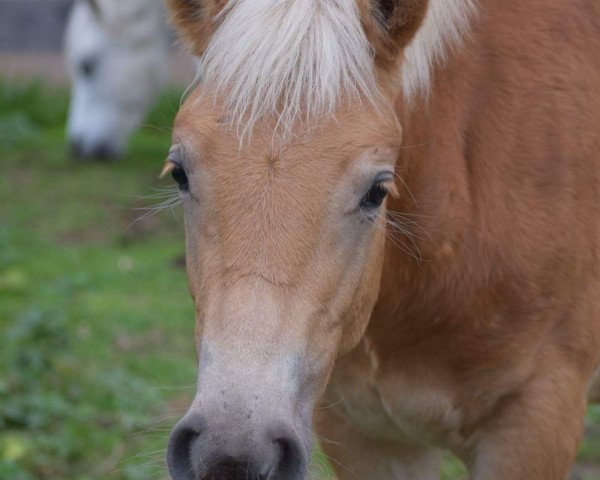 Pferd Strahlemann 19 (Haflinger, 2017, von Starkwind)