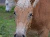 Pferd Strahlemann 19 (Haflinger, 2017, von Starkwind)