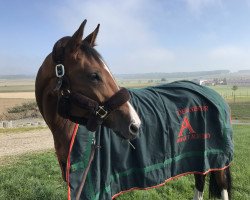 jumper Escudos Estado (Hanoverian, 2003, from Escudo I)