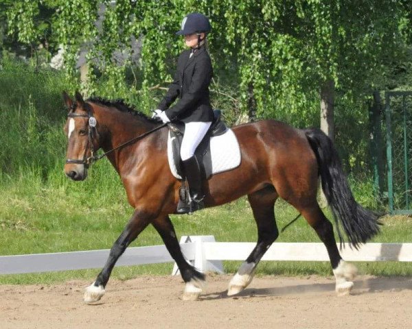 Pferd Beverly 69 (Welsh-Cob (Sek. D), 1997, von Frisian Brenin)