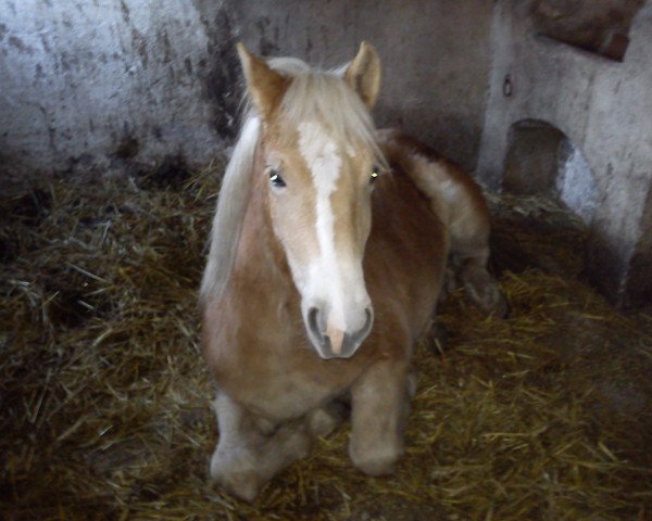 horse Alanda (Haflinger, 2010, from Astral II Liz. 204/T)