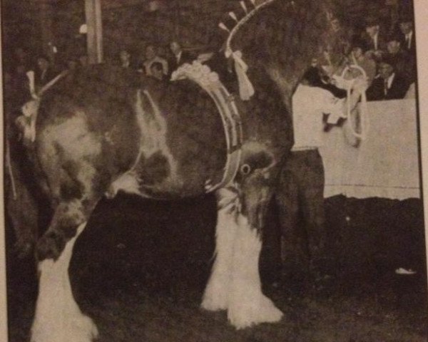 Deckhengst Dunsyre Silver King (Clydesdale, 1958, von Dunsyre Benefactor)