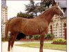 stallion Grand Veneur (Selle Français, 1972, from Amour du Bois)