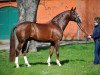 stallion Quaterback (German Sport Horse, 2003, from Quaterman I)