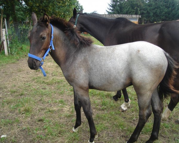 Springpferd Latino (Mecklenburger, 2011, von Dorell 2)