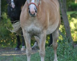 horse Arielle (Haflinger, 2009, from Astral II Liz. 204/T)