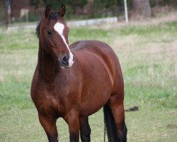 horse Carl von Bismarck (German Riding Pony, 2008, from Bismarck)