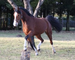 Springpferd Dana 439 (Deutsches Reitpony, 2011, von Reitland's Du nur Du B)