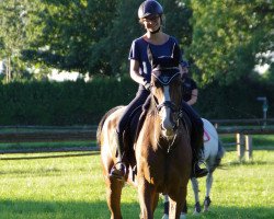 jumper Bartok (Austrian Warmblood, 2000)