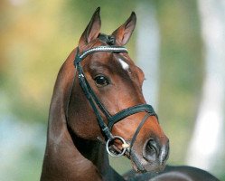 stallion Cola 10 (Holsteiner, 2001, from Contender)