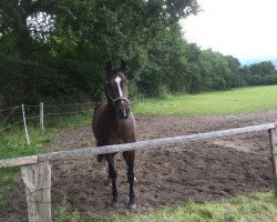 dressage horse Donna Pippilotta (Oldenburg, 2012, from Don Larino 171 FIN)