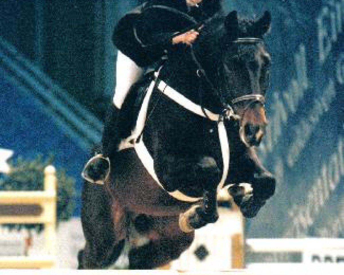 Deckhengst Casander (Holsteiner, 1990, von Caretino)