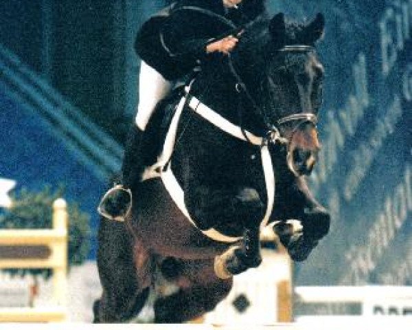 stallion Casander (Holsteiner, 1990, from Caretino)