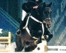 stallion Casander (Holsteiner, 1990, from Caretino)
