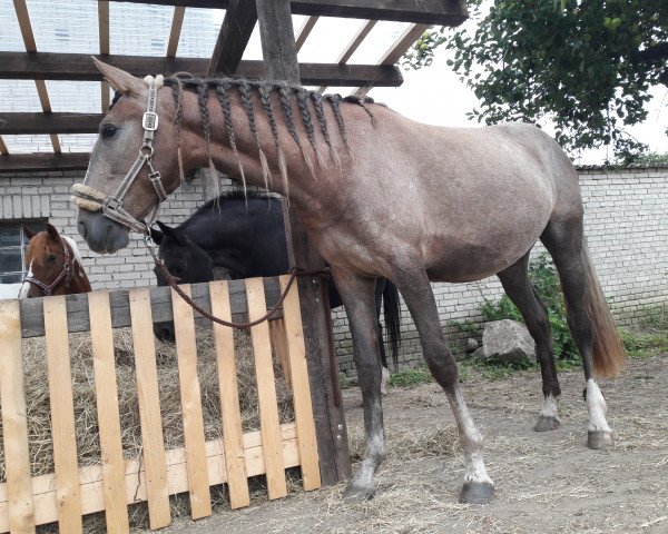 broodmare Letizia (Lusitano, 2015, from Vingador)