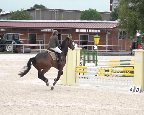 Reitturnier Achern 2018