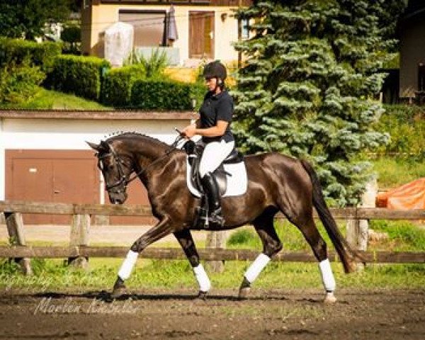 dressage horse Freaky Friday 10 (German Warmblood, 2013, from First Floris)