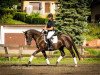 dressage horse Freaky Friday 10 (German Warmblood, 2013, from First Floris)