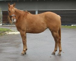 Pferd Mksunshinecash (Quarter Horse, 2015, von Sonny Chic N Chex)