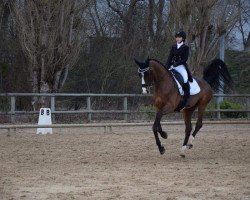 dressage horse Samona (Hanoverian, 2005, from Stedinger)