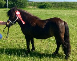 Zuchtstute Dorosalas Ranjini (Shetland Pony (unter 87 cm), 2013, von Lucky v.d. Halve Maan)