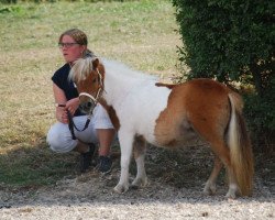 Zuchtstute Dorosalas Any (Shetland Pony (unter 87 cm), 2015, von Diego)