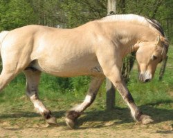 stallion Selki (Fjord Horse, 1987, from Sprinter)