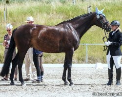 dressage horse Tonia 14 (Bayer, 2010, from L'espoir)