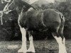 broodmare Commands Mabel (Clydesdale, 1958, from Balgreen Final Command)