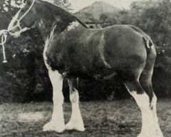 Zuchtstute Commands Mabel (Clydesdale, 1958, von Balgreen Final Command)