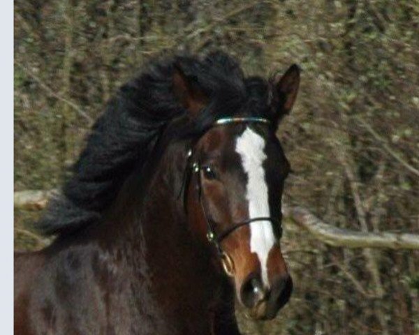 dressage horse Miss Diamond Hit (Westphalian, 2011, from Don Diamond)