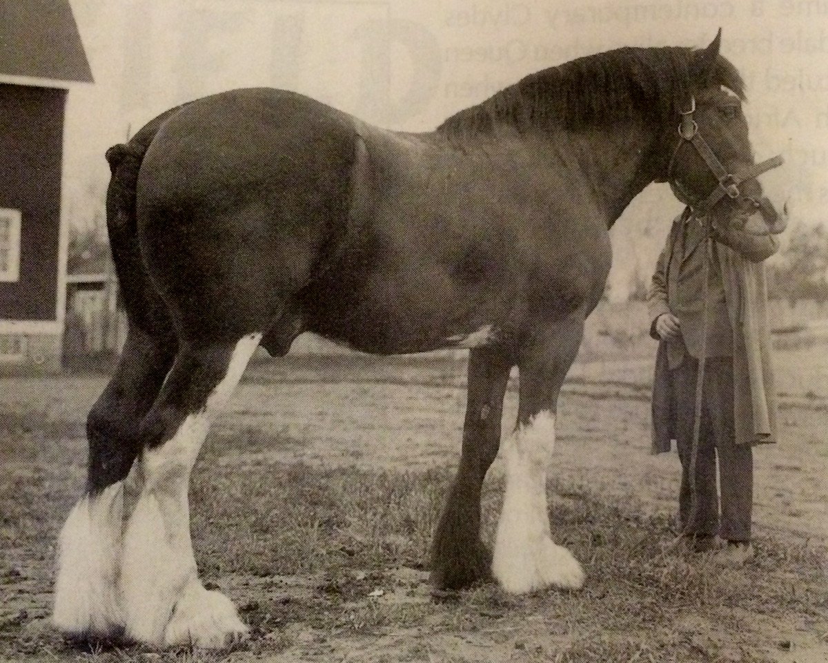 stallion Muirton Tide (Clydesdale,  )