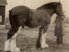 stallion Muirton Tide (Clydesdale,  )