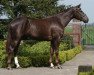 dressage horse Famous Dancer (Oldenburg, 2006, from Florencio I)