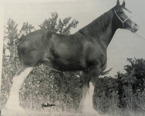 broodmare Collessie's Mabel Footprint (Clydesdale, 1972, from Collessie Ideal Print 2nd)