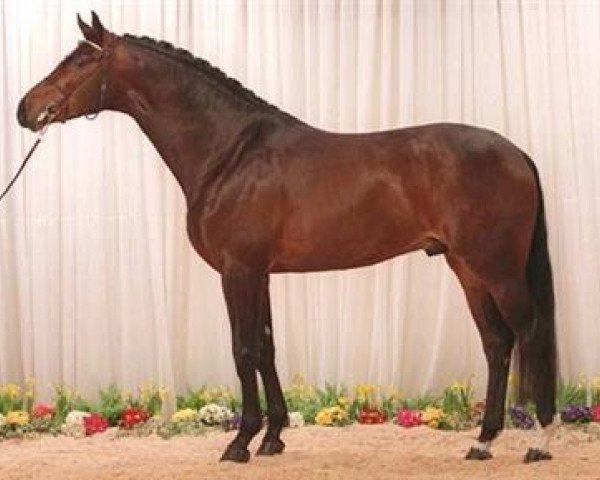 stallion Milan (Danish Warmblood, 1995, from Michellino)