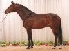 stallion Milan (Danish Warmblood, 1995, from Michellino)