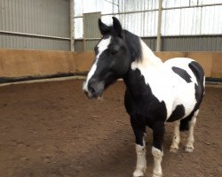 Pferd Dakota 125 (Kleines deutsches Reitpferd, 1994, von Unbekannt)