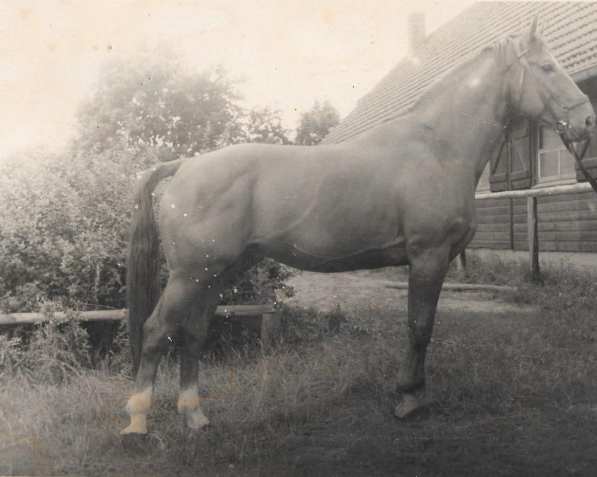 stallion Goldstern (Mecklenburg, 1951, from Goldreif)