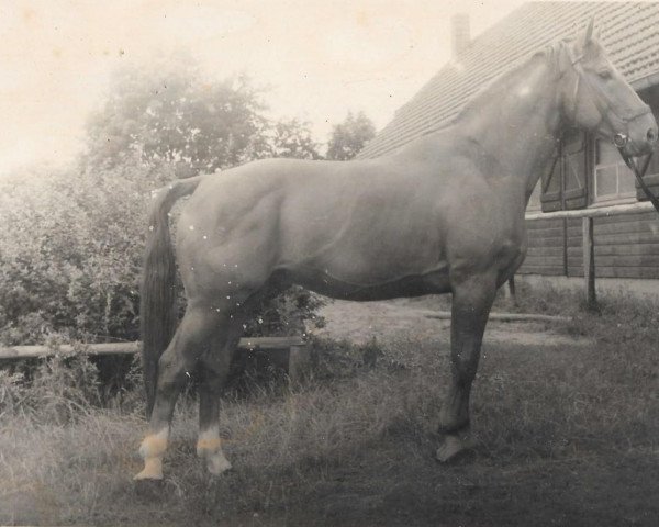 stallion Goldstern (Mecklenburg, 1951, from Goldreif)