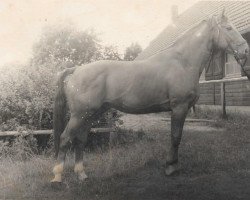 Deckhengst Goldstern (Mecklenburger, 1951, von Goldreif)