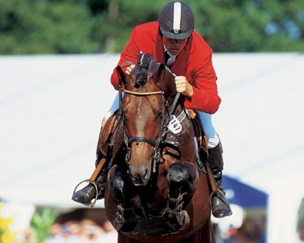 stallion Chalan (Holsteiner, 1998, from Chambertin)