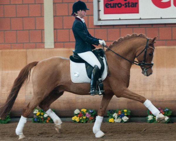 dressage horse Red Diamond B (German Riding Pony, 2006, from Dornik-Double)