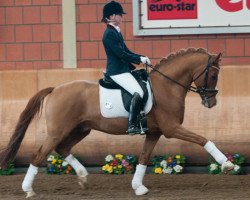 Deckhengst Red Diamond B (Deutsches Reitpony, 2006, von Dornik-Double)